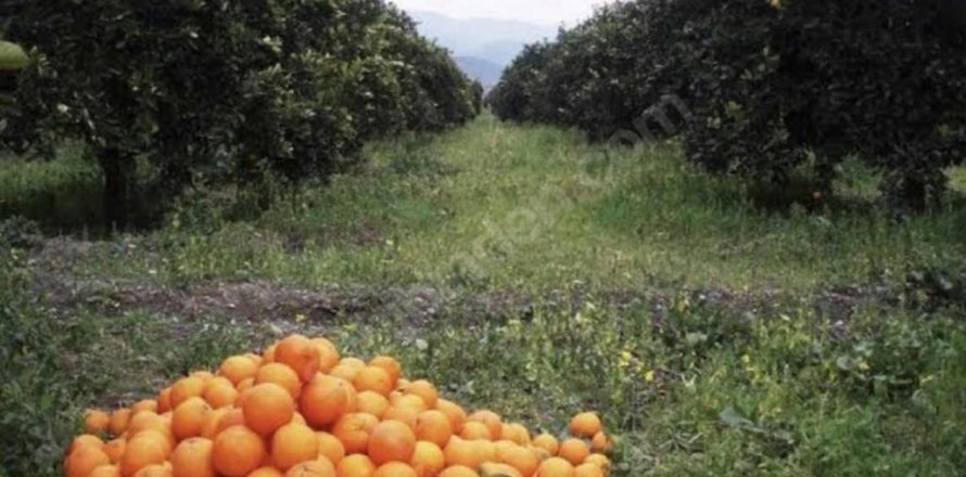 Land  in Ortaca, Mugla, Türkei Nr. 62448