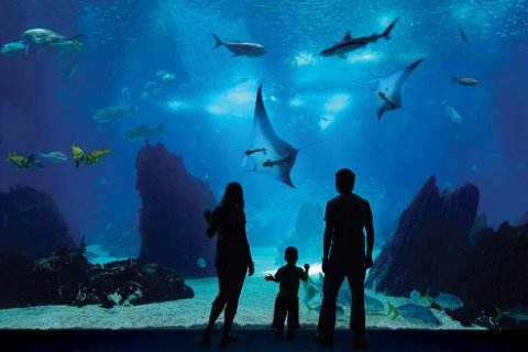 Oceanarium in Antalya - aquarium with swimming pool